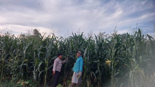 Polsek Kuantan Hilir Lakukan Pengecekan Tanaman Jagung Pipil di Wilkumnya, Tanaman Jagung Tumbuh Subur dan Bagus