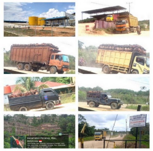 Topan RI Soroti Dugaan Sawit Kawasan Hutan ke PKS PT MASG, DLHK Riau Bungkam